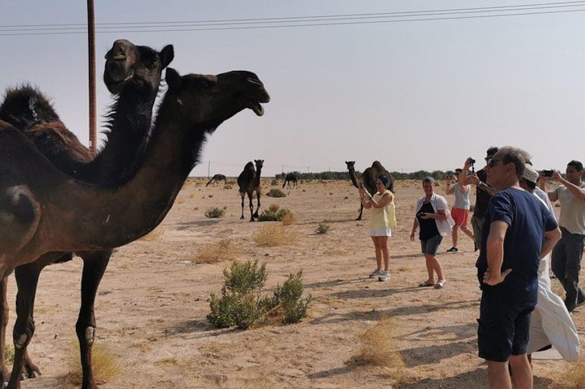 A camel with a person standing nearby, a group of people in the background, and a desert landscape. 5