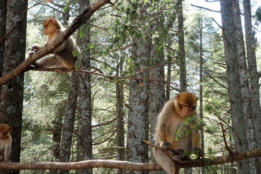Monkeys on tree branches in a forest. 2
