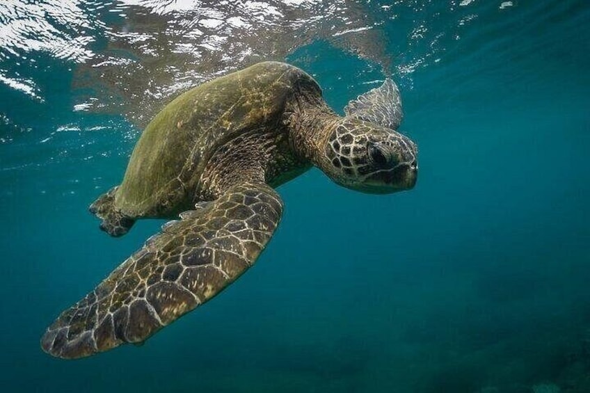 Snorkeling with Turtles in Mirissa 2
