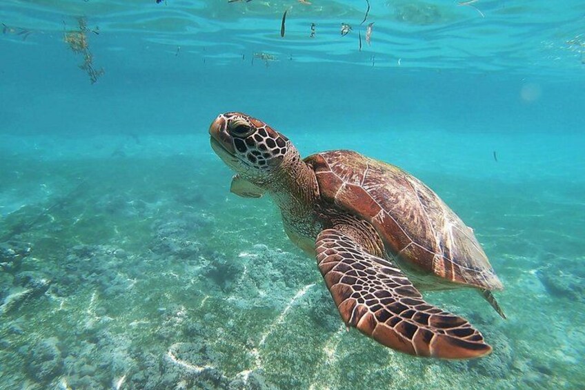 Snorkeling with Turtles in Mirissa 2