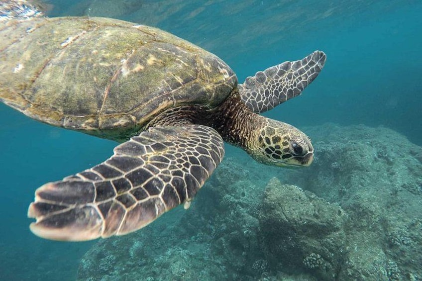 Snorkeling with Turtles in Mirissa 2
