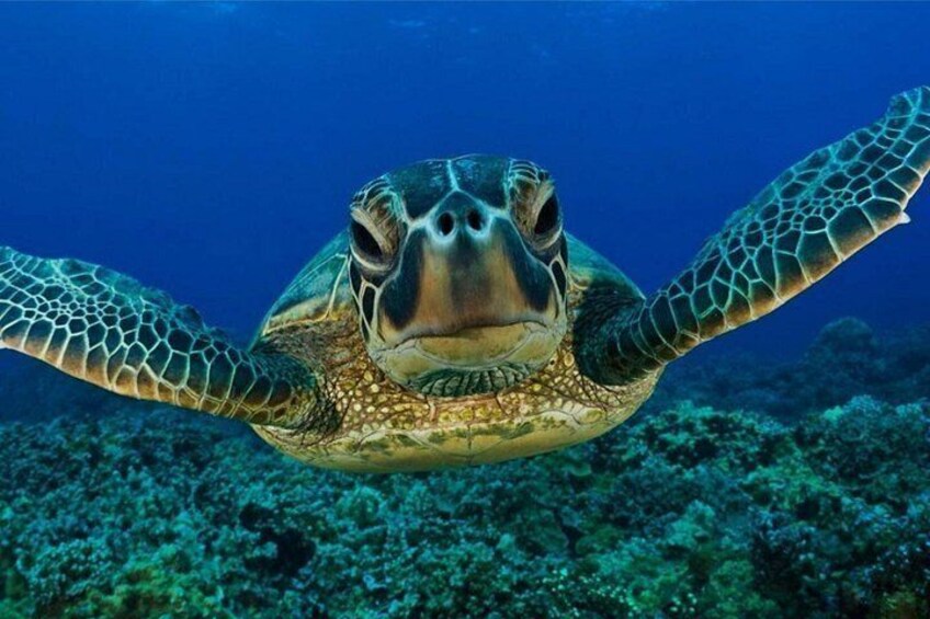 Snorkeling with Turtles in Mirissa 3