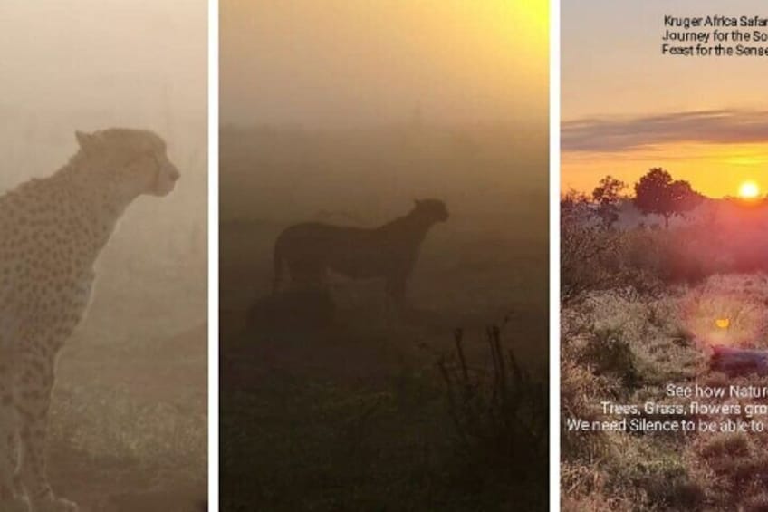 A cheetah in a foggy landscape, a silhouette of a giraffe, and a sunset scene with trees. 2