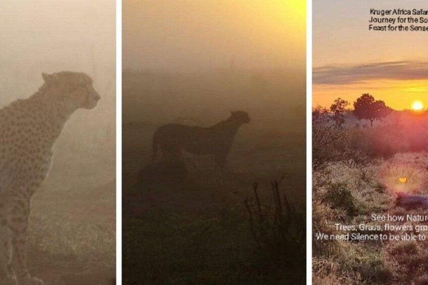 A cheetah, a giraffe, and a sunset over a savannah landscape. 2
