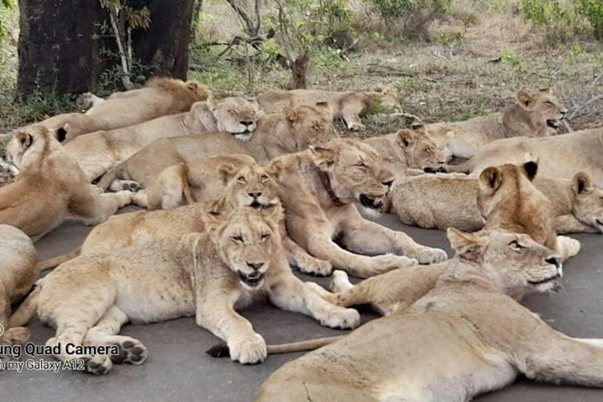 A group of lions resting on the ground. 5