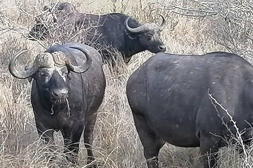 Two buffalo in a dry grassland. 3