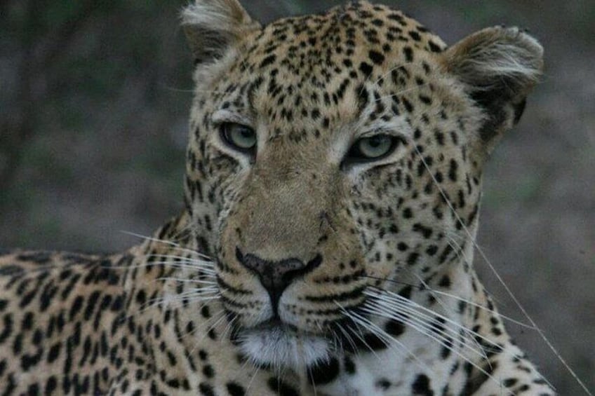 A leopard with a spotted coat and visible whiskers. 1