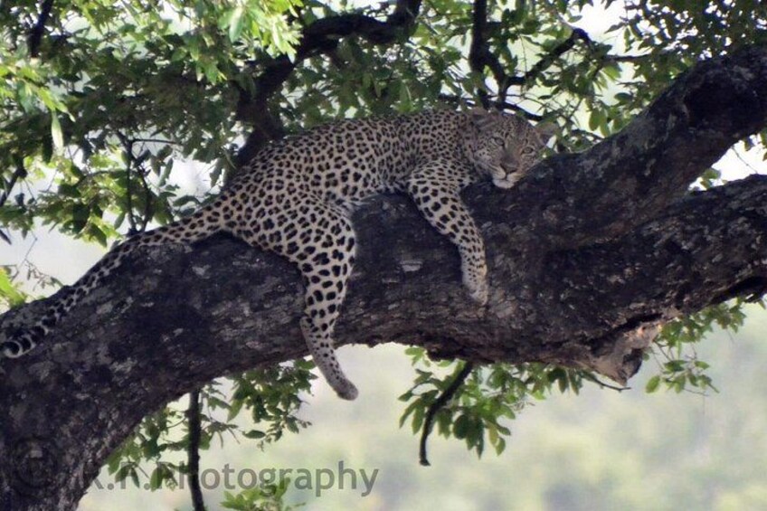 A leopard resting on a tree branch. 4