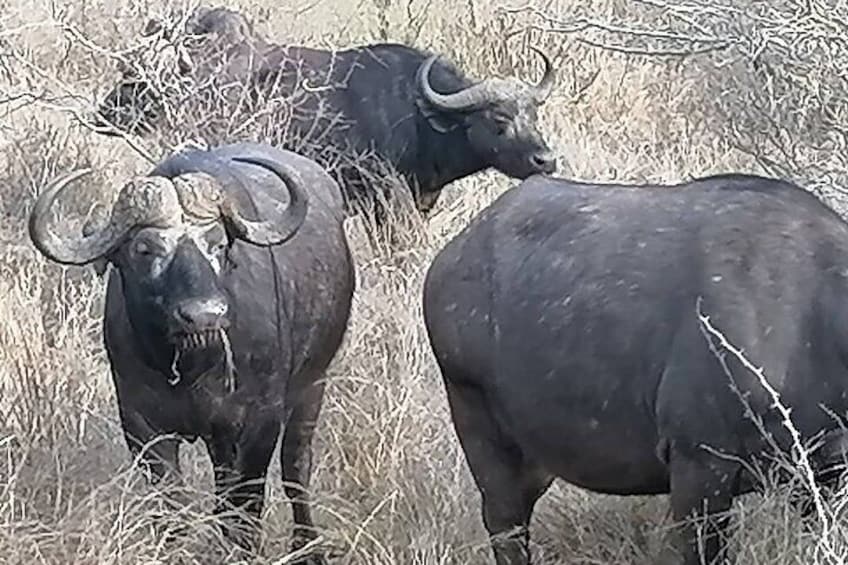 Two buffalo in a dry grassland with sparse trees. 3
