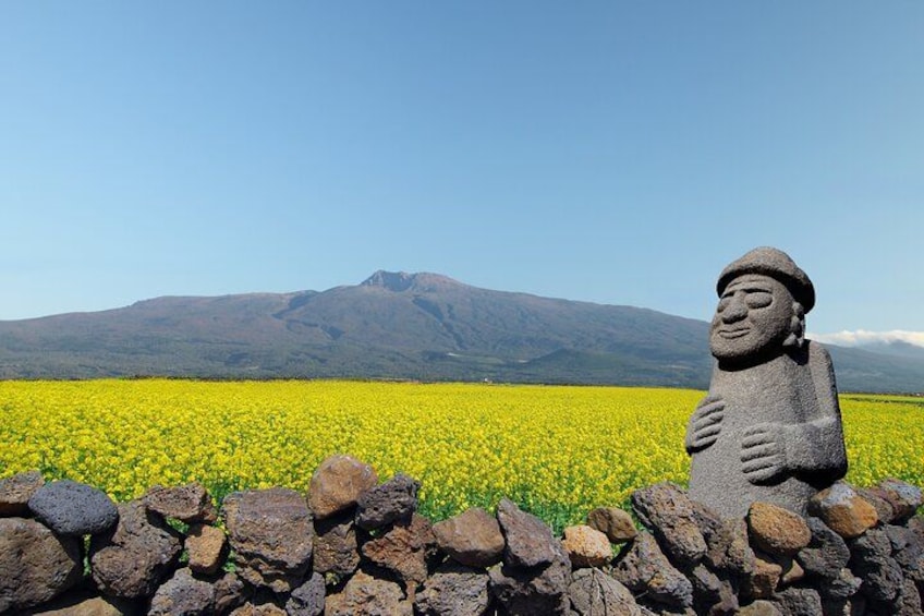 Jeju and Kanola field 3