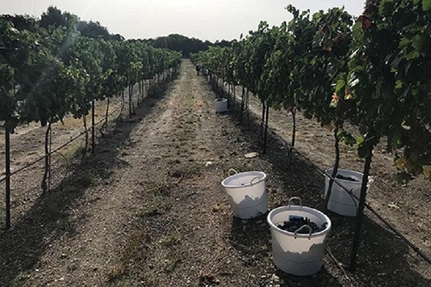 North Texas Wineries & Vineyards Tour & Tastings 2