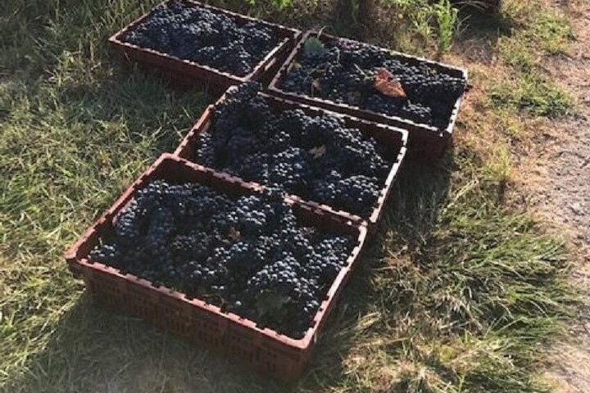 North Texas Wineries & Vineyards Tour & Tastings 2