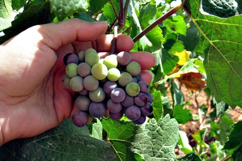 North Texas Wineries & Vineyards Tour & Tastings 4
