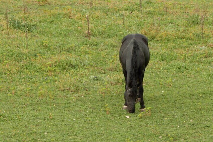 The Murgese horse.