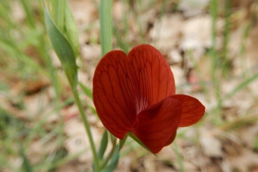 The wild grass pea.