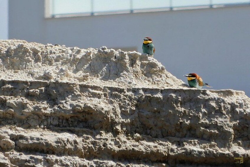 The bee-eaters on the stack 1