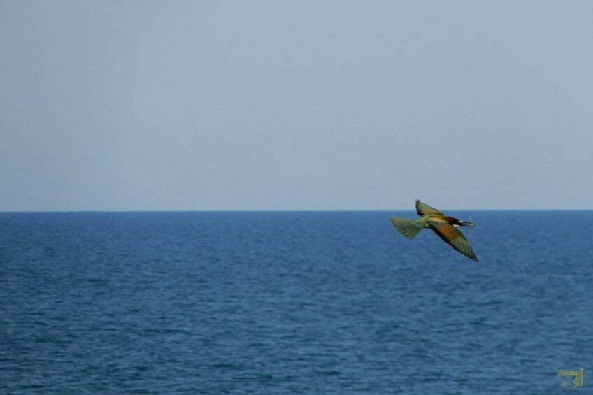 A bird flying over the ocean. 3