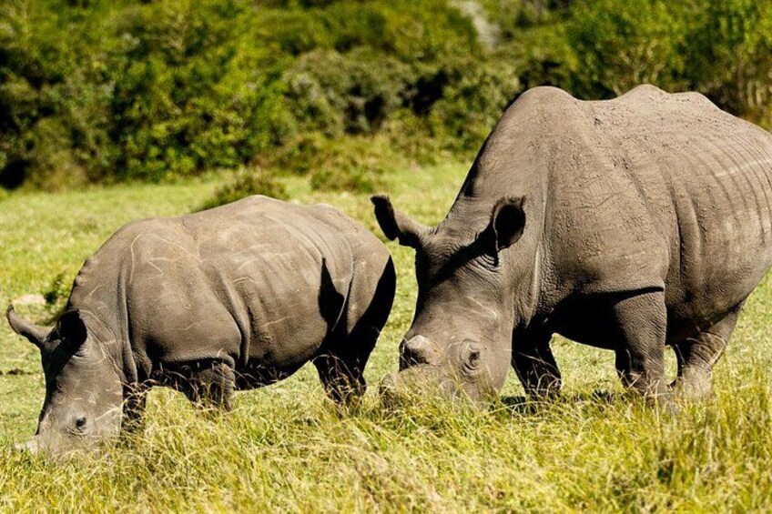 Wild Kragga Kamma Game Park - Private Tour from Port Elizabeth 1