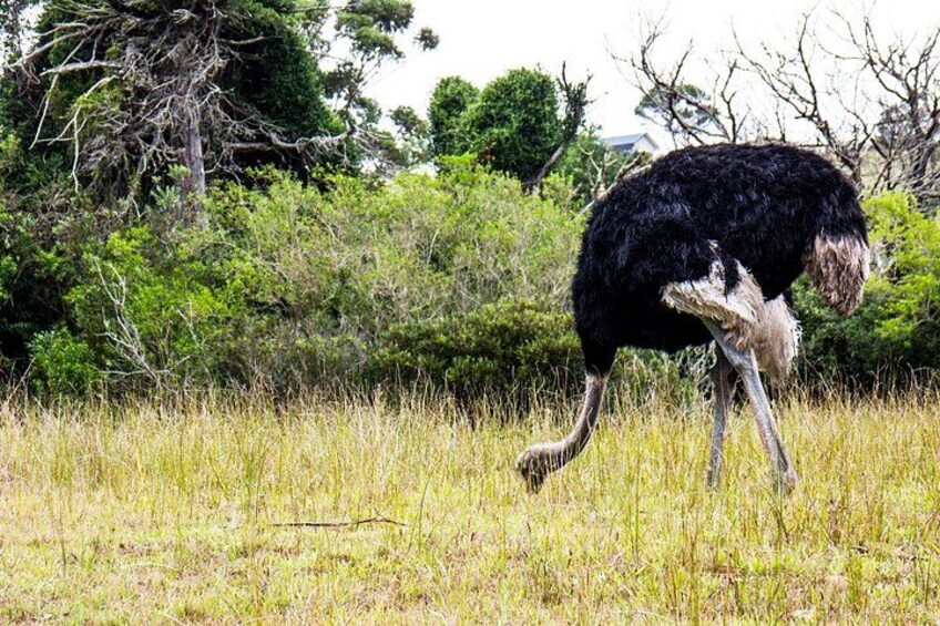 Wild Kragga Kamma Game Park - Private Tour from Port Elizabeth 5