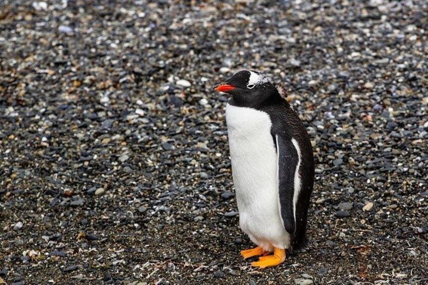 Een pinguïn staat op een grindpad. 3