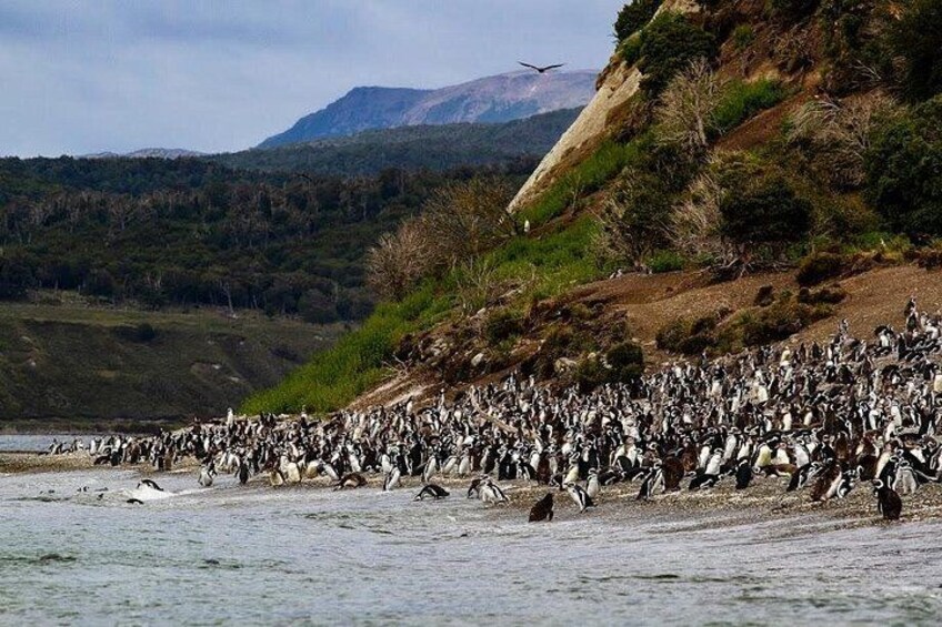 Een grote groep pinguïns op het strand, met een heuvelachtig landschap op de achtergrond. 2