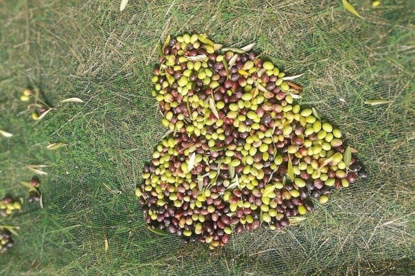 Un grupo de frutas pequeñas y redondas sobre una superficie cubierta de hierba. 3