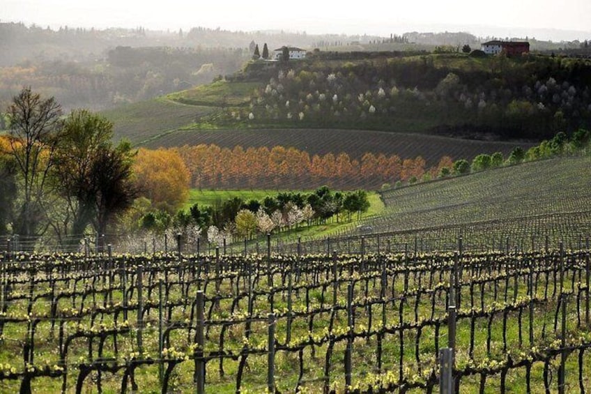 A vineyard with rows of grapevines, rolling hills, and a distant building. 3
