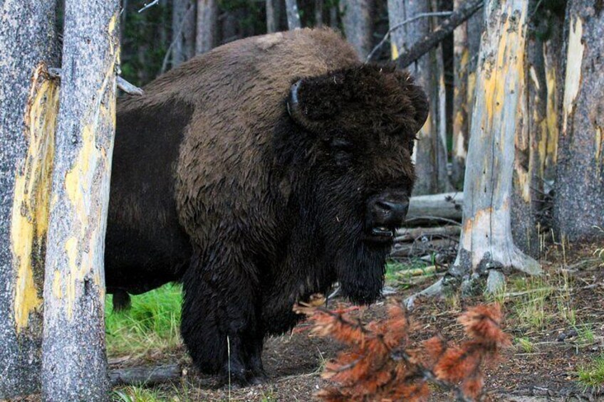 Yellowstone Private Upper Loop Tour with Lunch 1