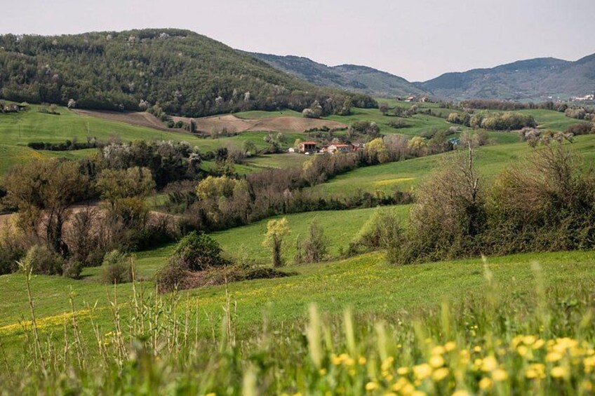 Half Day Private Parmigiano Reggiano and Parma Ham Experience | Artemilia Guided Tours | Discover the Parma Hillside 2