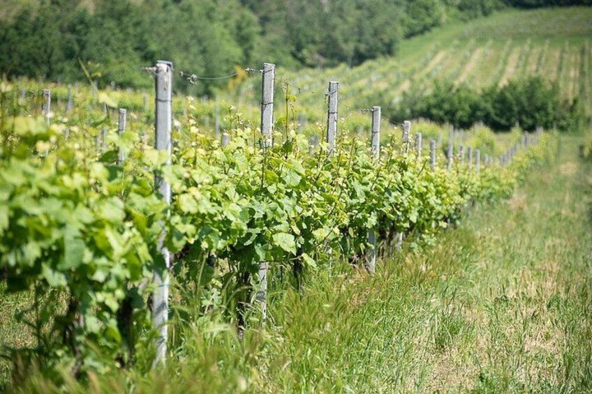 Parma Hills Wine Tasting | Artemilia Guided Tours | Slow Parma Food Experience 2