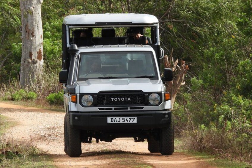 Experience Yala Safari in a Luxury Land Cruiser 1