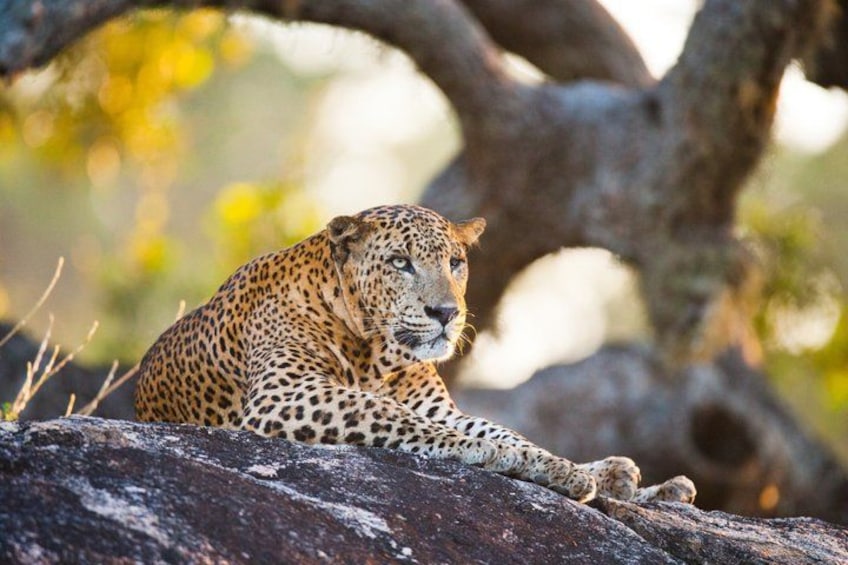 Yala National Park Safari Tours with LAND CRUISER 79 luxury jeep 2