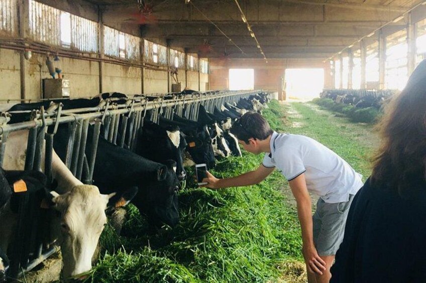 Parmigiano Reggiano & Balsamic Vinegar Private Tour and Tasting | Artemilia Guided tours | Feeding Dairy Cowshttps://media-cdn.tripadvisor.com/media/attractions-splice-spp-720x480/0f/fb/0f/2f.jpg 1