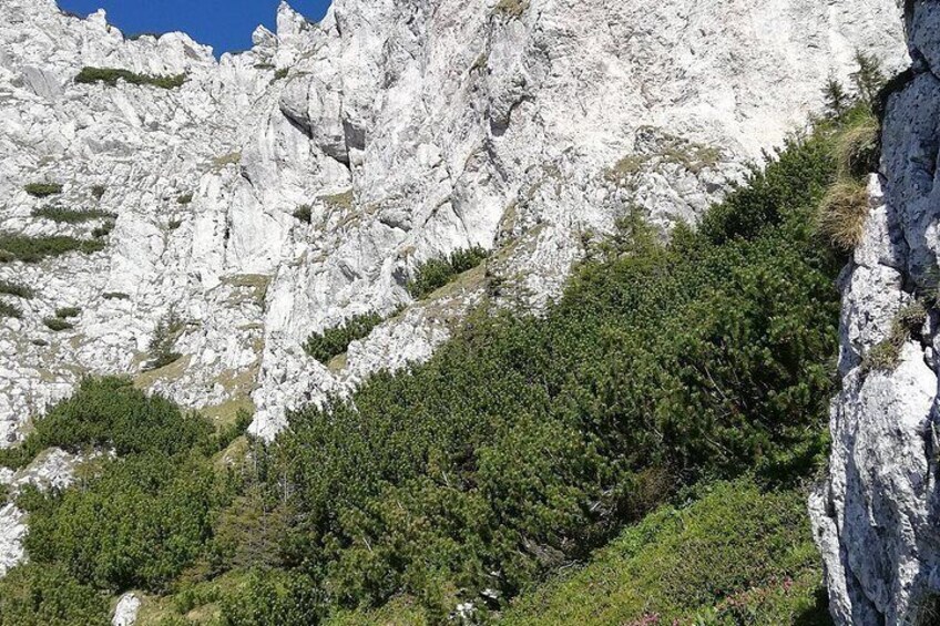 PRIVATE, MEDIUM Day Hike in Carpathian Mountains 2