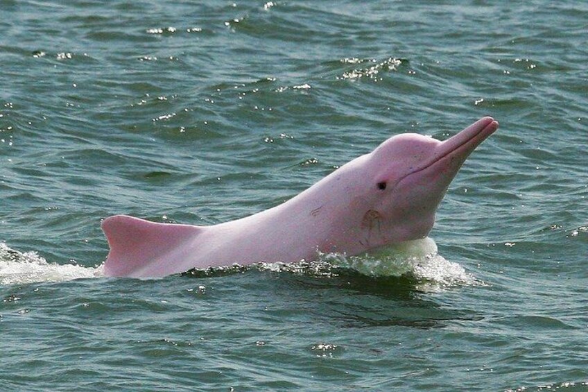 Pink Dolphin & Pig Island with Snorkeling Full Day Experience 1