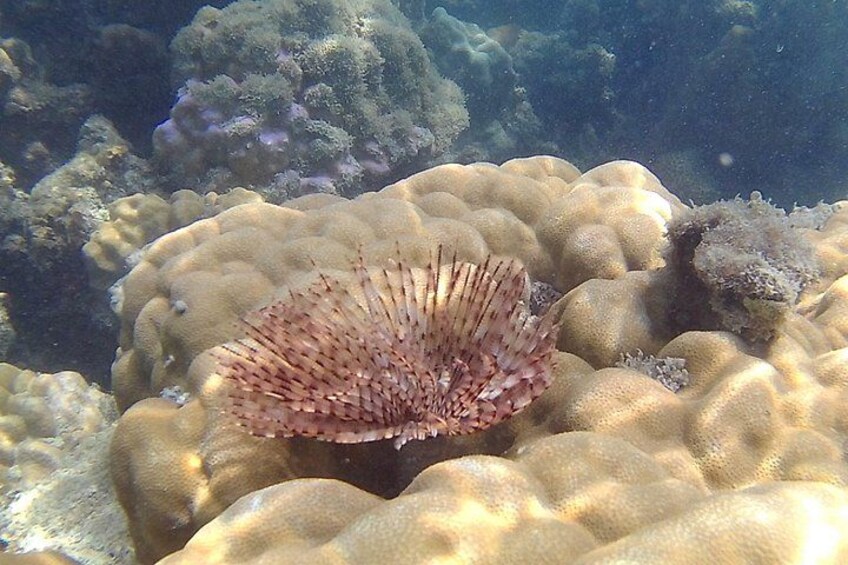 Pink Dolphin & Pig Island with Snorkeling Full Day Experience 4