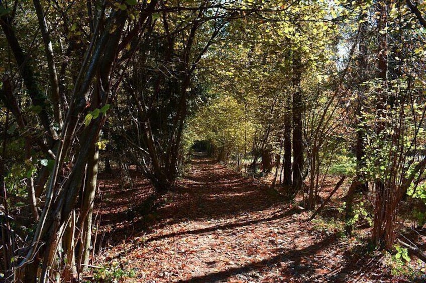 A forest path with trees and fallen leaves. 2