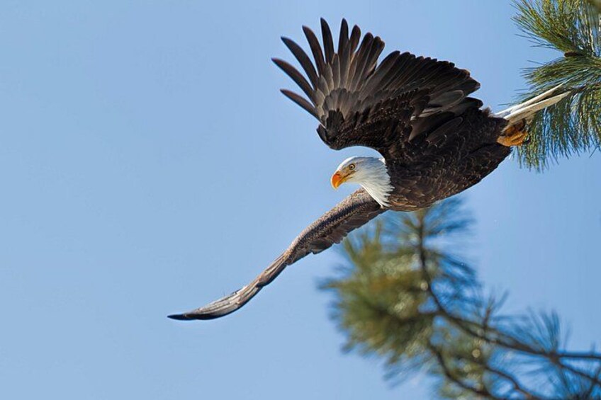Eagles are plentiful in Coeur d'Alene 2