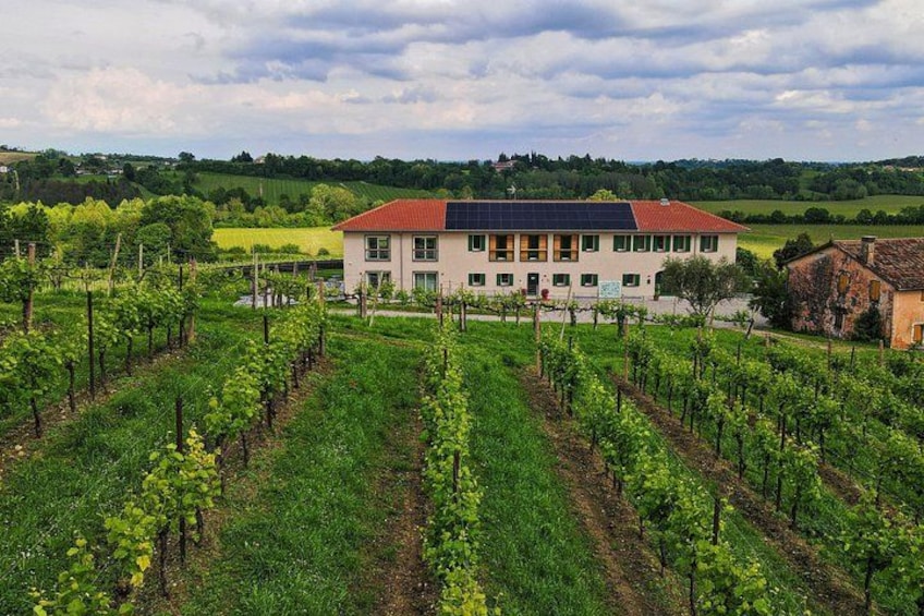 Exclusive Tour of the Vineyards with Visit to the Cellar! 2