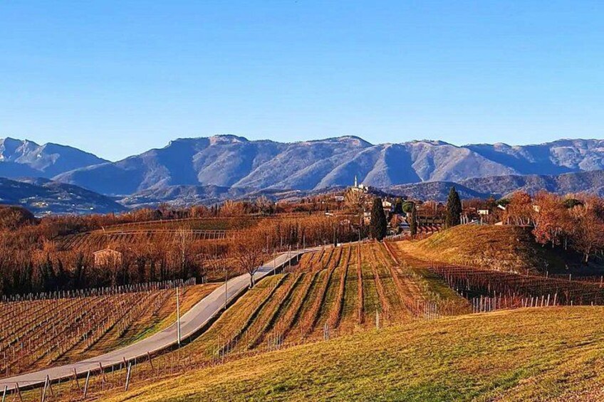 Exclusive Tour of the Vineyards with Visit to the Cellar! 5