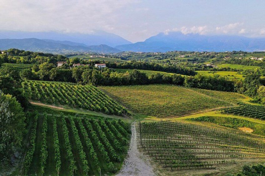 Exclusive Tour of the Vineyards with Visit to the Cellar! 1