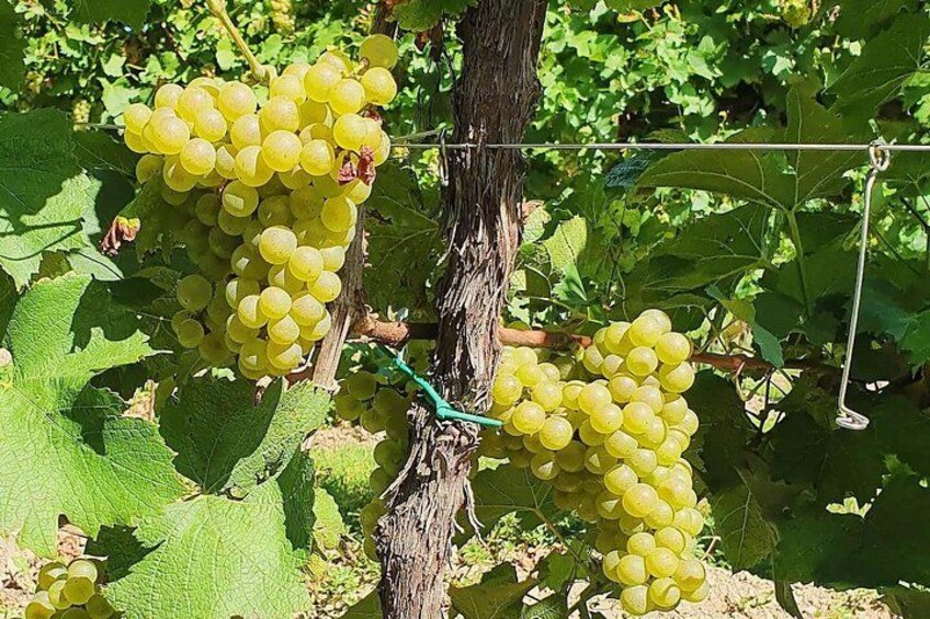 Exclusive Tour of the Vineyards with Visit to the Cellar! 4