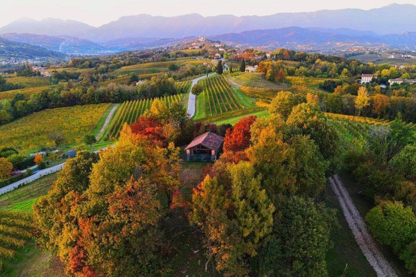 Exclusive Tour of the Vineyards with Visit to the Cellar! 3
