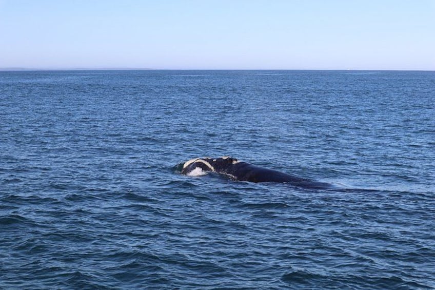 A whale swimming in the ocean. 5