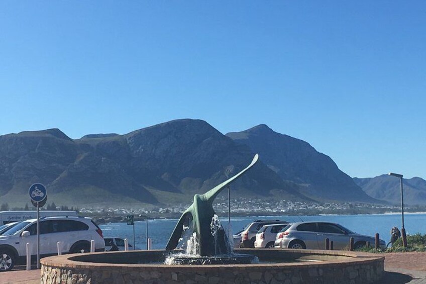 Whale Watching Tour in Hermanus with Hotel Pickup 5