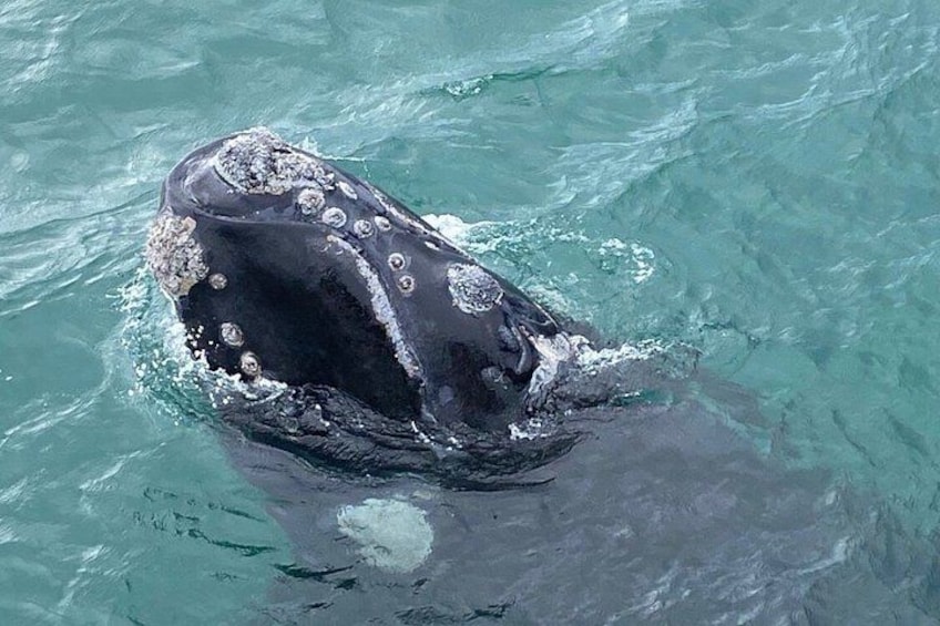 A whale swimming in the ocean. 1