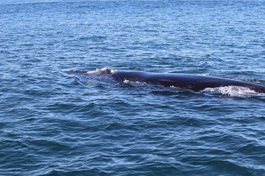 A large whale swimming in the ocean. 3