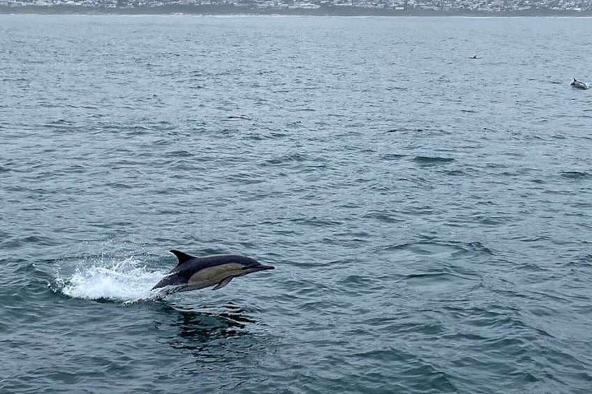 A dolphin jumping out of the water. 2