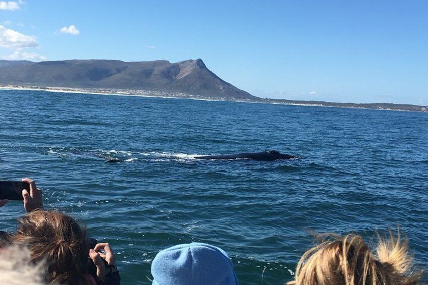 Whale Watching Tour in Hermanus with Hotel Pickup 1