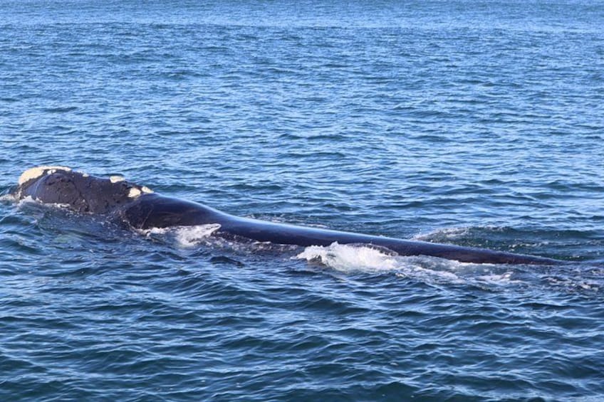 A whale swimming in the ocean. 4